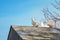 Pigeons on the roof of a dovecote