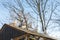 Pigeons on the roof of a dovecote