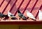 Pigeons roosting on a roof