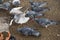 Pigeons and a seagull fighting over food in the park seen from above