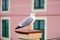 Pigeons and seagulls in small marina of Manarola, one of the five centuries-old villages of Cinque Terre, located on rugged