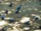 Pigeons searching for food inside a park in Delhi India, Pigeon on the ground