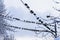 Pigeons silhouettes sitting on wires, blue cloudy sky, cold winter day
