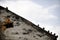 Pigeons silhouettes on sloping roof