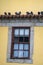 Pigeons sit on clay rooftop tiles above a window on a building with yellow facade in Porto, Portugal