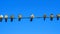 Pigeons sit on electic wires on classic blue sky background. Business concept