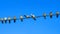 Pigeons sit on electic wires on classic blue sky background. Business concept