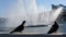 Pigeons sit on parapet near fountain with high water jets