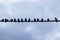 Pigeons sit on a pipe against the sky on a cloudy day. Silhouettes of birds sitting in a row. City birds of gray pigeons are