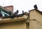 pigeons sit on the roof of the house