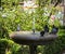 Pigeons sit on a stone bowl of a drinking fountain in the city