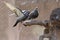 Pigeons sit on the water dispenser of a fountain.