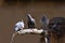 Pigeons sit on the water dispenser of a fountain.