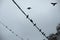 Pigeons sit on wire. Silhouettes of birds on electric wire. Details of life of urban birds