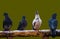 Pigeons sit on a wooden railing in the city center, feathered