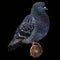 Pigeons sit on a wooden railing in the city center, feathered