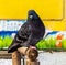 Pigeons sit on a wooden railing in the city center, feathered