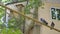 Pigeons sit on a yellow gas pipe against the backdrop of a building