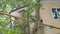 Pigeons sit on a yellow gas pipe against the backdrop of a building