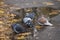 Pigeons are sitting near a puddle with fallen leaves