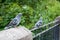 Pigeons sitting on a railing