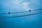 Pigeons sitting on wires, Birds perched on electrical wires on blue sky background