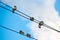 Pigeons are sitting on wires, birds sitting on power lines over clear sky