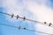 Pigeons are sitting on wires, birds sitting on power lines over clear sky