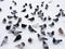 Pigeons in snow
