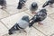 Pigeons in the snow. Flock of Pigeon in the city on cold winter day. Group of pigeons on the street during heavy snow. Snow fall