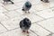 Pigeons in the snow. Flock of Pigeon in the city on cold winter day. Group of pigeons on the street during heavy snow. Snow fall