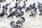 Pigeons in the snow. Flock of Pigeon in the city on cold winter day. Group of pigeons on the street during heavy snow. Snow fall m