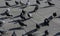 Pigeons in the square of the European city looking for crumbs th