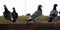 Pigeons standing in different postures