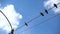 Pigeons Standing and Flying Electric Wires
