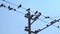 Pigeons Standing and Flying Electric Wires