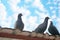 Pigeons standing at the rooftop