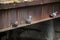 Pigeons standing on a rusty iron girder