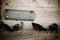 Pigeons stands on stone wall in turkey