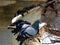 Pigeons on a steel guard rail in a row in winter time