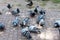 Pigeons on the street