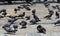 Pigeons on the street,Many Pigeons on Ground.