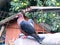 Pigeons on the summertime farmyard 4