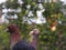 Pigeons on the summertime farmyard 7