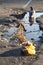 Pigeons swim in a puddle on the asphalt next to garbage