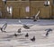 Pigeons taking flight in parking lot.