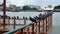 Pigeons at Tewej Pier on Chaopraya river bank