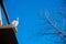 Pigeons on the their dovecote