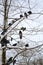 Pigeons on tree branch in winter
