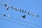 Pigeons in Various Positions on Wire